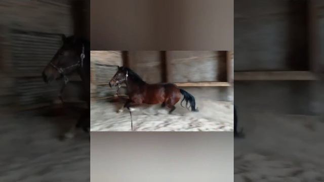 Легенда на корде🎬🐎 смотреть онлайн