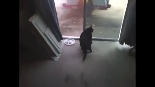 Подборка коты прыгают и кувыркаются! Котики и снег!!!