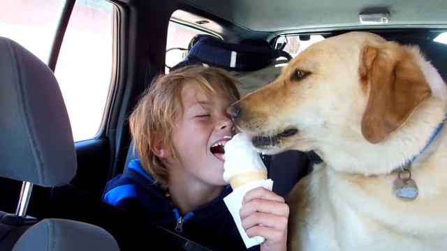 Ice Cream Is Good For Dogs To