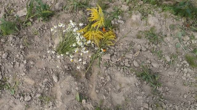 МОЙ ДЕНЬ С ДЕТЬМИ | Лето 2020, дача, грихастха ашрам. смотреть онлайн