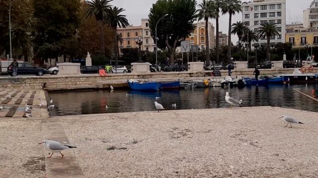 ЮГ ИТАЛИИ. На набережной у рыбного рынка пасутся чайки, там рыбаки дубасят осьминогов смотреть онлайн