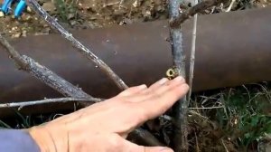 Как весной пересадить смородину, крыжовник, йошту| Органическое земледелие