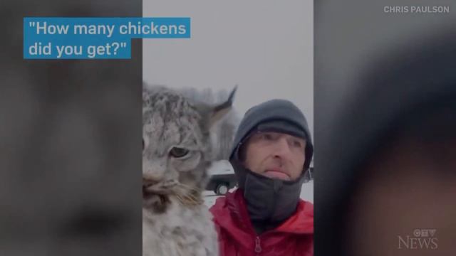 Канадец и Дикая Рысь 🤣 смотреть онлайн