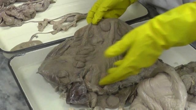 Половая система самки смотреть онлайн