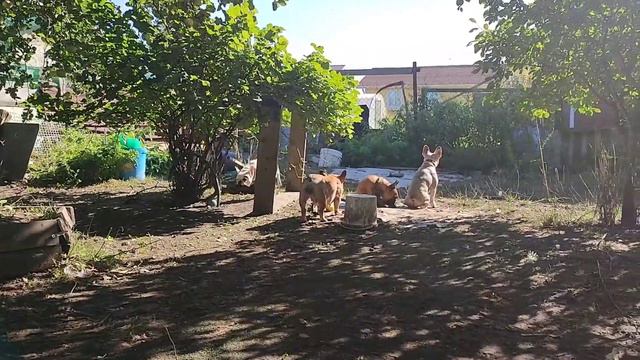 Французские бульдоги принимают солнечные ванны☀ french bulldogs sunbathing. смотреть онлайн