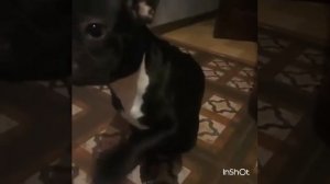 Французский бульдог накосячил