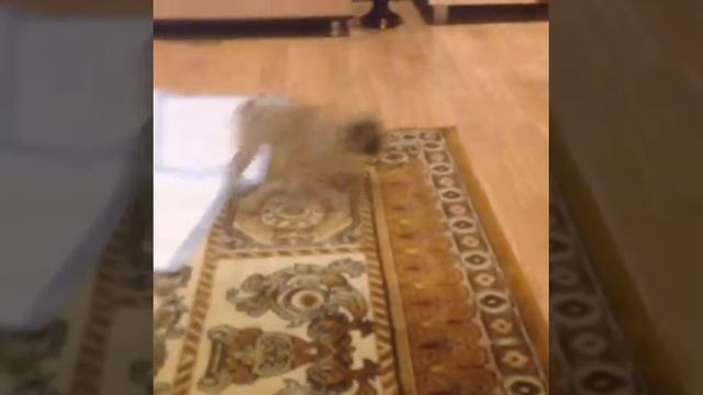 Маленький мопсик кричит!!! смотреть онлайн