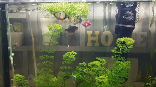 Нерест Барбуса в общем аквариуме смотреть онлайн