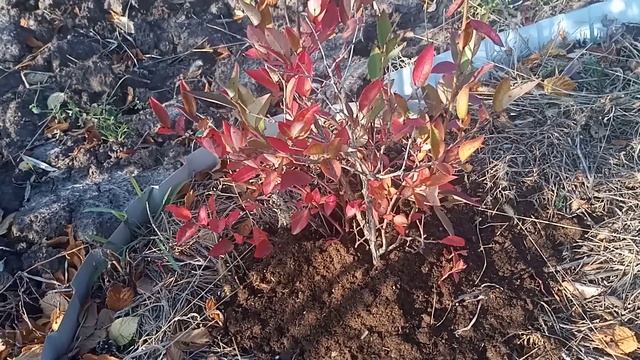 Голубика.Посадка и уход.Подготовка к зиме. смотреть онлайн