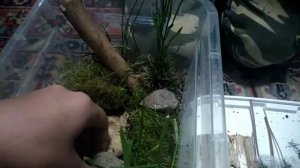 делаем домик для бабочки