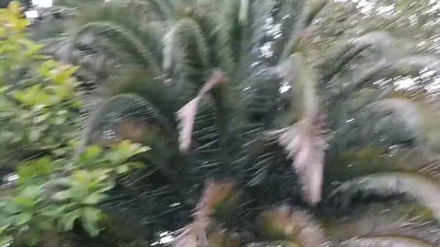 Симметричная пальма... смотреть онлайн