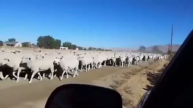 Прям как в жизни. Стадо баранов за ослом. Есекке ерген мал, пах шіркін десей. смотреть онлайн