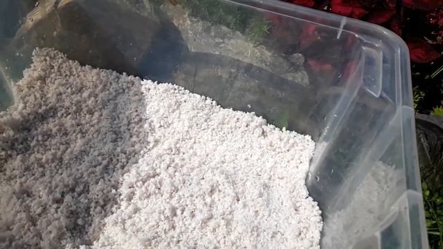 Как я укореняю черенки колеусов и сохраняю их зимой🌱🍂❤ смотреть онлайн