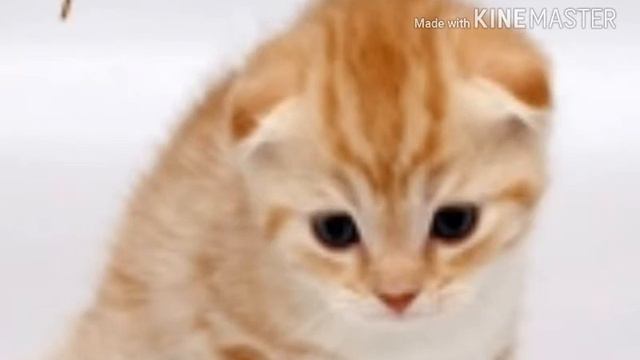 Киса, киса мяу мяу. Киса, киса  мур мур я тебя  люблю