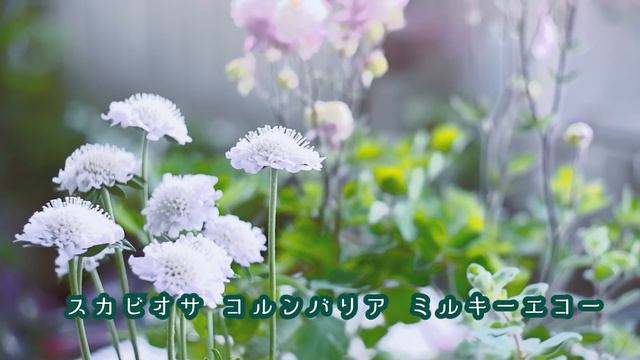 SUB【ガーデニング初心者】宿根草花壇/初めての春/新しく購入した苗の紹介/ベランダのナチュラルガーデン/Gardening/Balconygarden/원예/발코니 정원 смотреть онлайн
