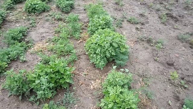 Высаживаем хризантемы,выращенные из семян смотреть онлайн