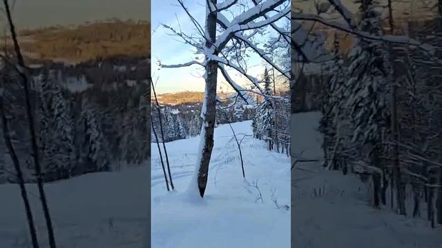 Съеденный пухляк :) Открывашкс сезона 2023-24г.г.,  Белогорье, Пермский край.