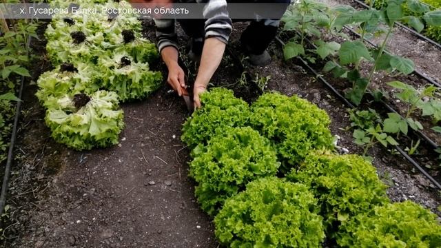 Листовой салат Риччини. смотреть онлайн