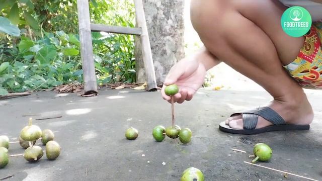 DIY Car Toy Made from Fig Fruits ??