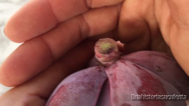 👩🏼🌾 Decapitando Echeverias Exitosamente смотреть онлайн