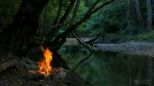 Можно ли в одном горшке посадить несколько фикусов?