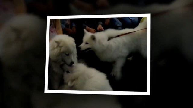 Всемирный день животных смотреть онлайн