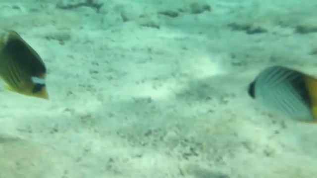 Рыбки у пантона. Royal Albatros Moderna