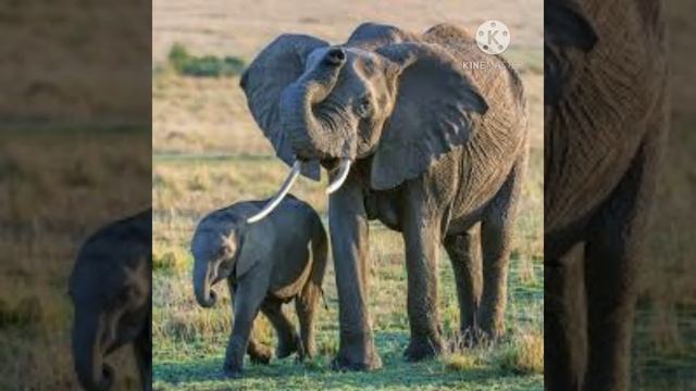 #हाथी की सूंड में कितनी मांसपेशियां होती है?//#how many #muscle in there #elephant trunk?//#gk_t20# смотреть онлайн