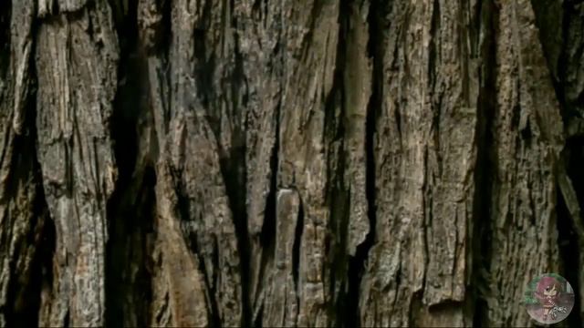 Нормальное видео ✨ смотреть онлайн