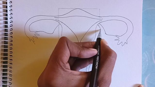 how to Draw Female Reproductive System Diagram step by step| Labelled Diagram смотреть онлайн