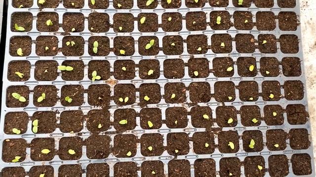 Кабачок 1423 Иннова сидс рулит. Классные огурцы Rocket Hibbit (Bursa Tohum ,Брутус, Касиус, Лютоя смотреть онлайн