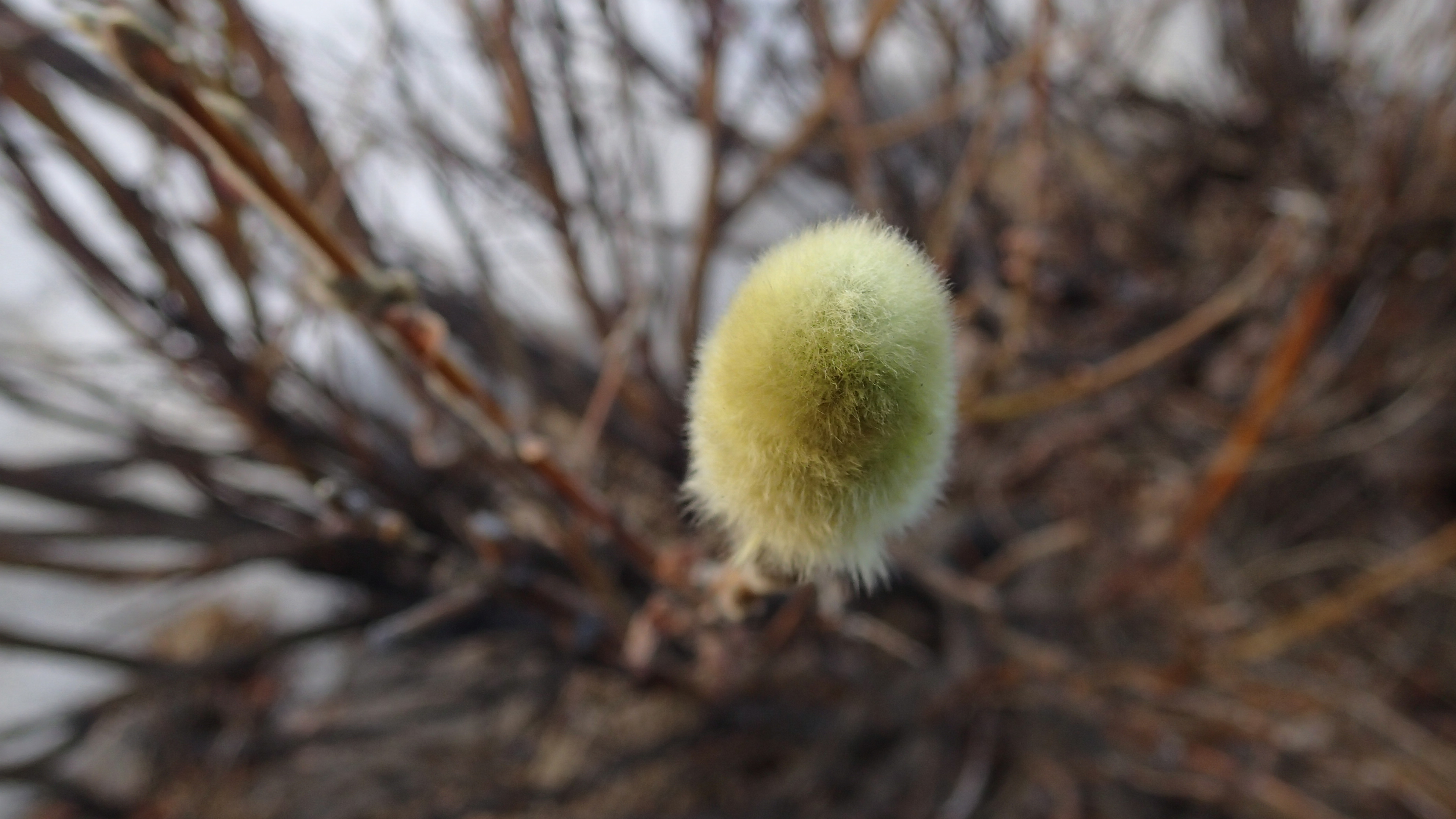 2024.05.30. (Лесо)Тундра между Норильском и Оганером. Первые почки на ивах! смотреть онлайн