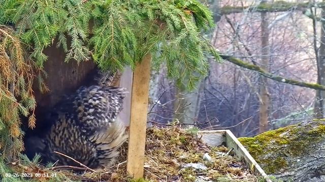 Morning View of The Eggs ?? 03/26/23 08:10 смотреть онлайн