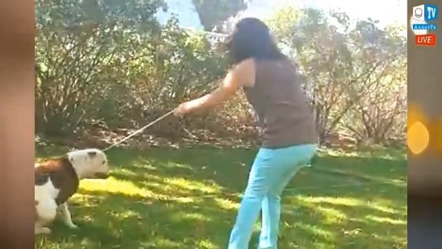 АМЕРИКАНСКИЙ БУЛЬДОГ РОЙ (д.р. 9.01.19). вл. ОКСАНА ФЕДОСЕЕВА г. Самара смотреть онлайн