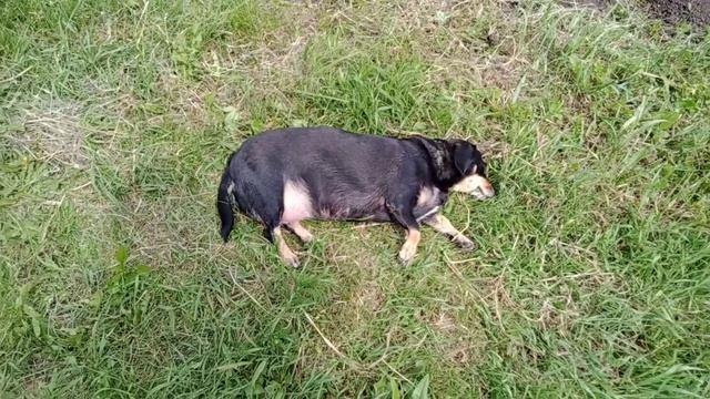 Воскресенье в деревне, заборчик.