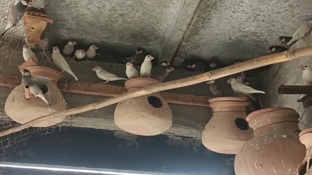 java Bird business#bird #lovebirds #parrot #java смотреть онлайн