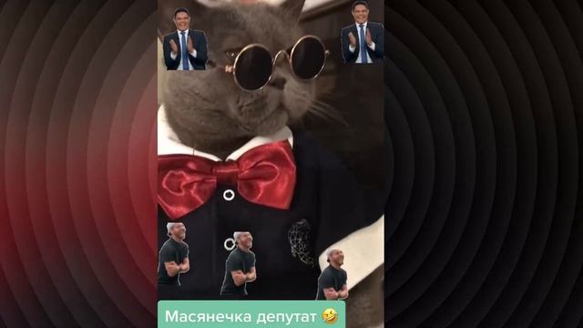 Кот-депутат смотреть онлайн