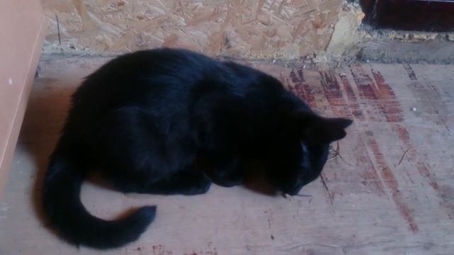 Котенок ест мышь смотреть онлайн