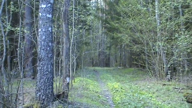 Шпыри Самое могучее дерево 2014 смотреть онлайн