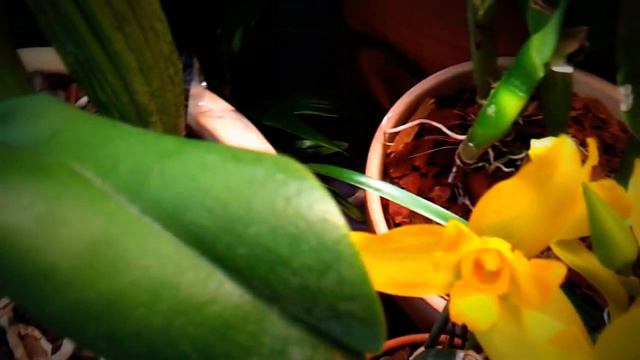 Rlc. Pamela Finney & Lycaste Hamana Jason x Concentration & Blc. Taichung Beauty смотреть онлайн