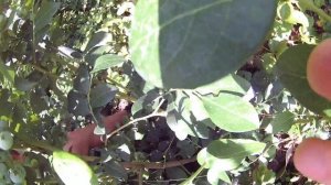 Голубика сорт Нельсон . Урожайность и краткое описание сорта .