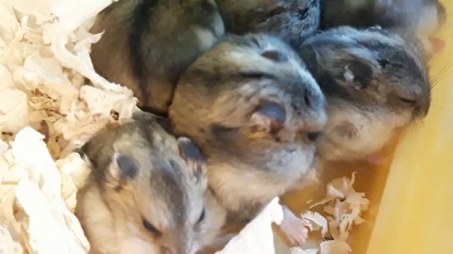 ?ДЖУНГАРСКИЕ ХОМЯЧКИ | JUNGAR HAMSTERS ? СЕМЕЙСТВО СМЕШНЫХ ХОМЯКОВ смотреть онлайн