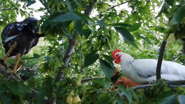 Насест для кур, лучший вариант смотреть онлайн