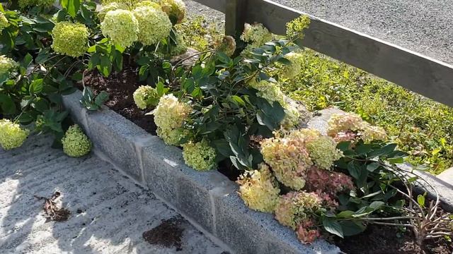 Hydrangea limelight not looking so good after storm francis смотреть онлайн