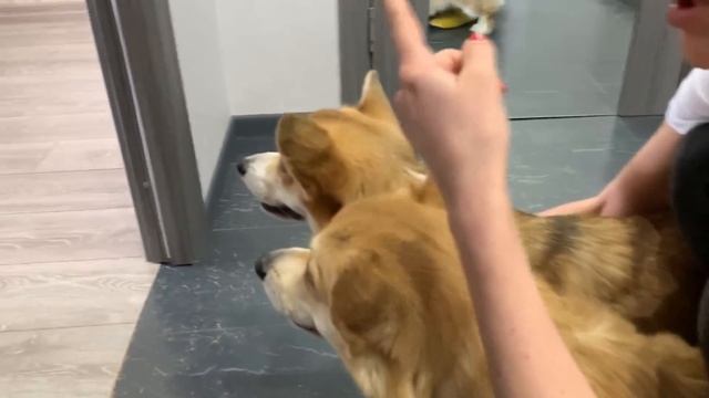 ПЕРЕЕЗЖАЮ ли я? ?Первая встреча моих собак с котиками ? Часть 2 смотреть онлайн