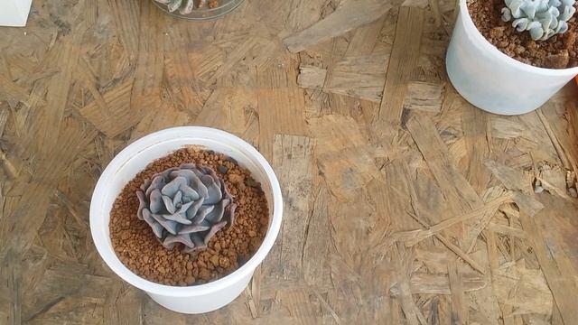 || ECHEVERIA CUBIC FROST || смотреть онлайн
