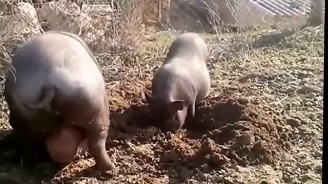 Вьетнамские свиньи. История одного семейства. Продолжение.Vietnamese pigs. смотреть онлайн