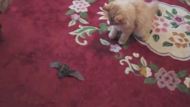 Летучие мыши в квартире