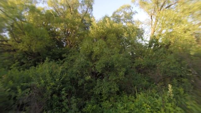 Чечевица в терне 160611 5  Дроздятня гнездо с яйцами 1