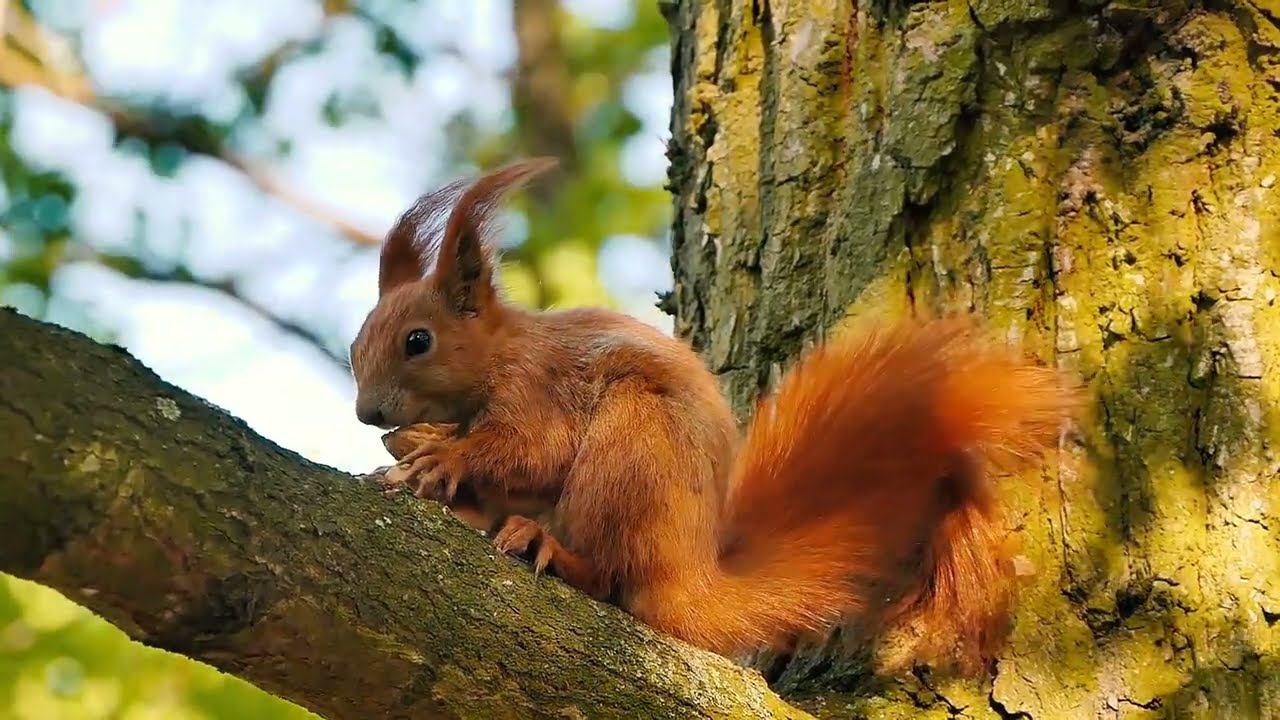Лечебная Музыка от всех болезней. 432 Гц смотреть онлайн